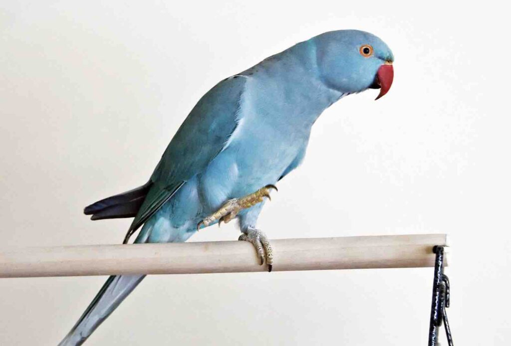 Papuga Aleksandretta Niebieska