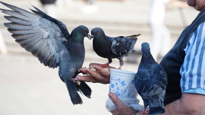 Wpływ Diety na Zdrowie i Wydajność Gołębi Pocztowych